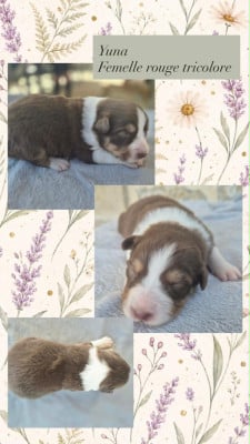 Les chiots de Berger Australien