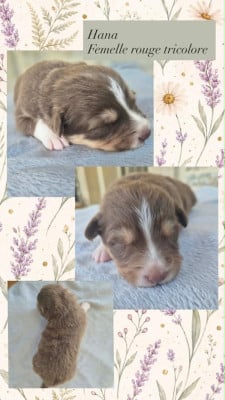 Les chiots de Berger Australien