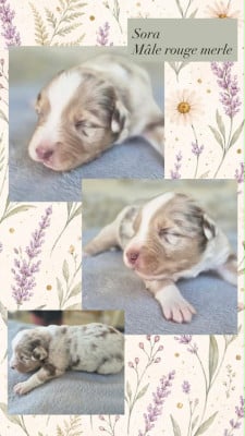 Les chiots de Berger Australien