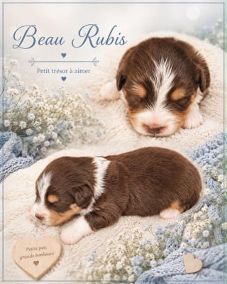 Les chiots de Berger Américain Miniature 