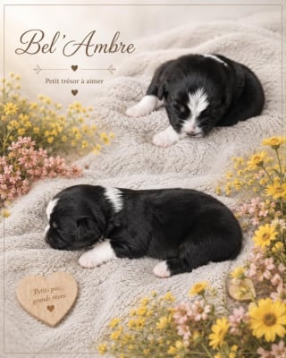 Les chiots de Berger Américain Miniature 