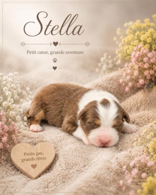 Les chiots de Berger Australien