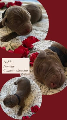 Les chiots de Labrador Retriever