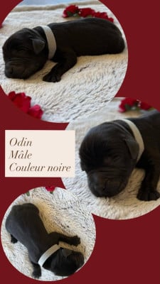 Les chiots de Labrador Retriever