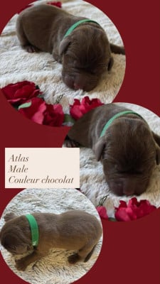 Les chiots de Labrador Retriever