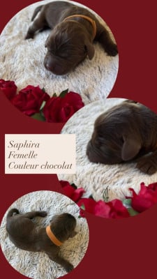 Les chiots de Labrador Retriever