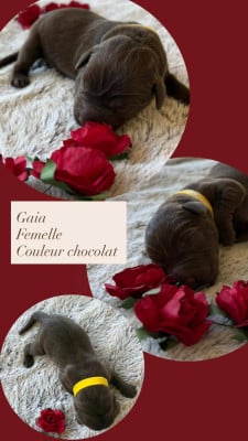 Les chiots de Labrador Retriever