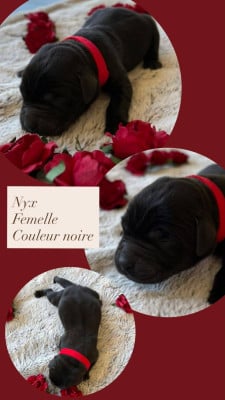 Les chiots de Labrador Retriever