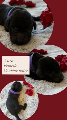 Les chiots de Labrador Retriever