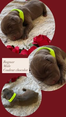 Les chiots de Labrador Retriever