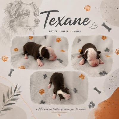 Les chiots de Berger Américain Miniature 