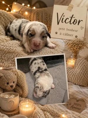 VICTOR - Berger Australien
