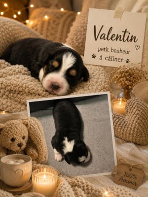 VALENTIN - Berger Australien