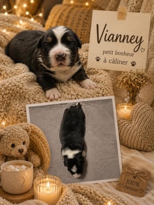 VIANNEY - Berger Australien