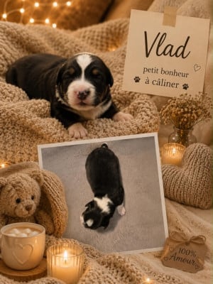 VLAD - Berger Australien