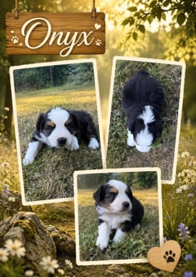 Les chiots de Berger Américain Miniature 
