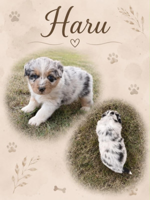 Les chiots de Berger Australien