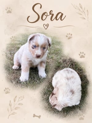 Les chiots de Berger Australien