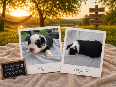 Les chiots de Berger Américain Miniature 