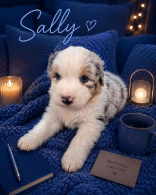 Les chiots de Berger Australien