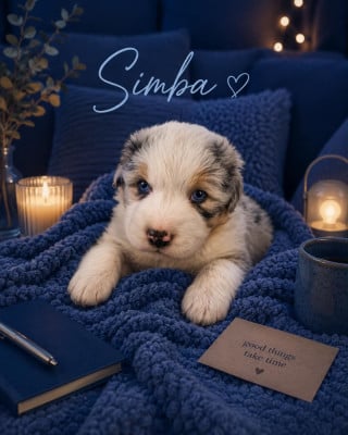 Les chiots de Berger Australien