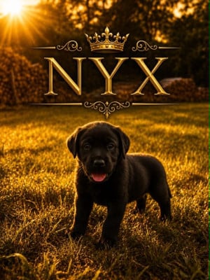 Les chiots de Labrador Retriever