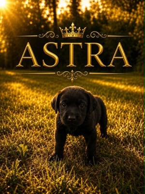Les chiots de Labrador Retriever