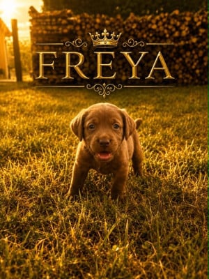 Les chiots de Labrador Retriever