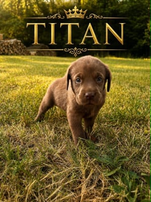 Les chiots de Labrador Retriever