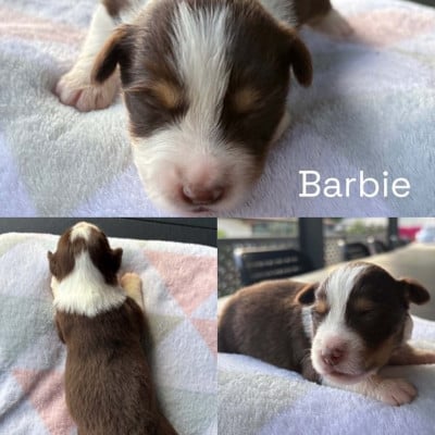 Les chiots de Berger Américain Miniature 