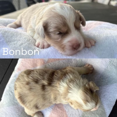 Les chiots de Berger Américain Miniature 