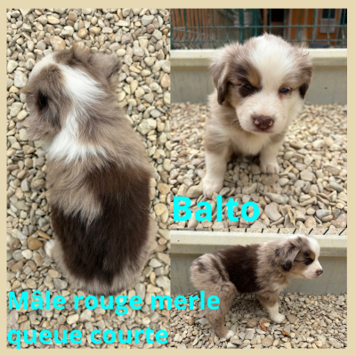 Les chiots de Berger Américain Miniature 