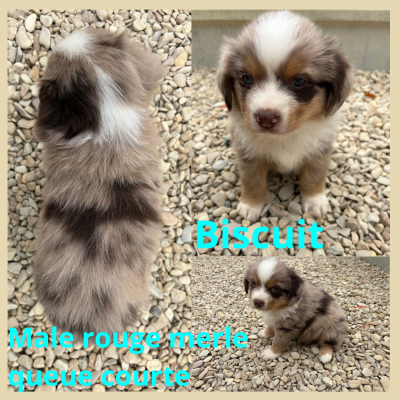 Les chiots de Berger Américain Miniature 