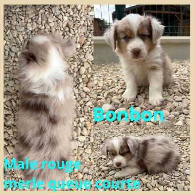 Les chiots de Berger Américain Miniature 