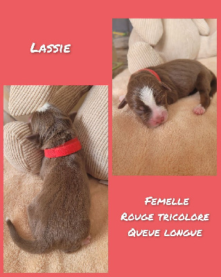 " Lassie " - Berger Américain Miniature 