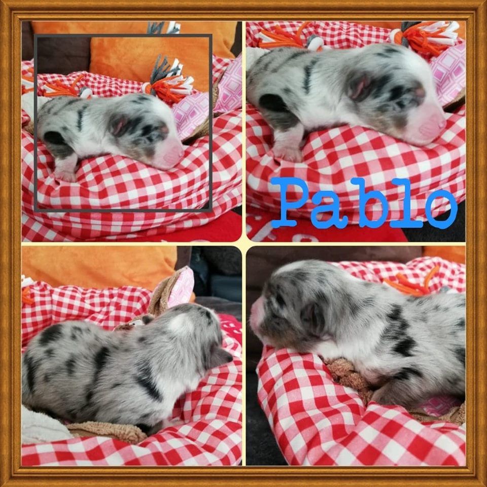 CHIOT - Mini Berger Americain