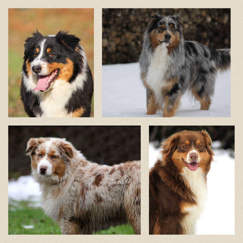 Accueil Elevage Du Domaine Des Belles Aubois Eleveur De Chiens Berger Australien