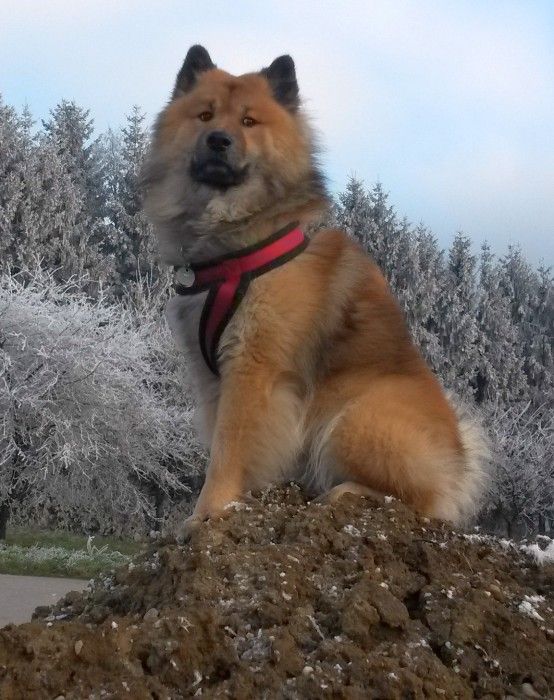 Beppino von Arrasino-Austria