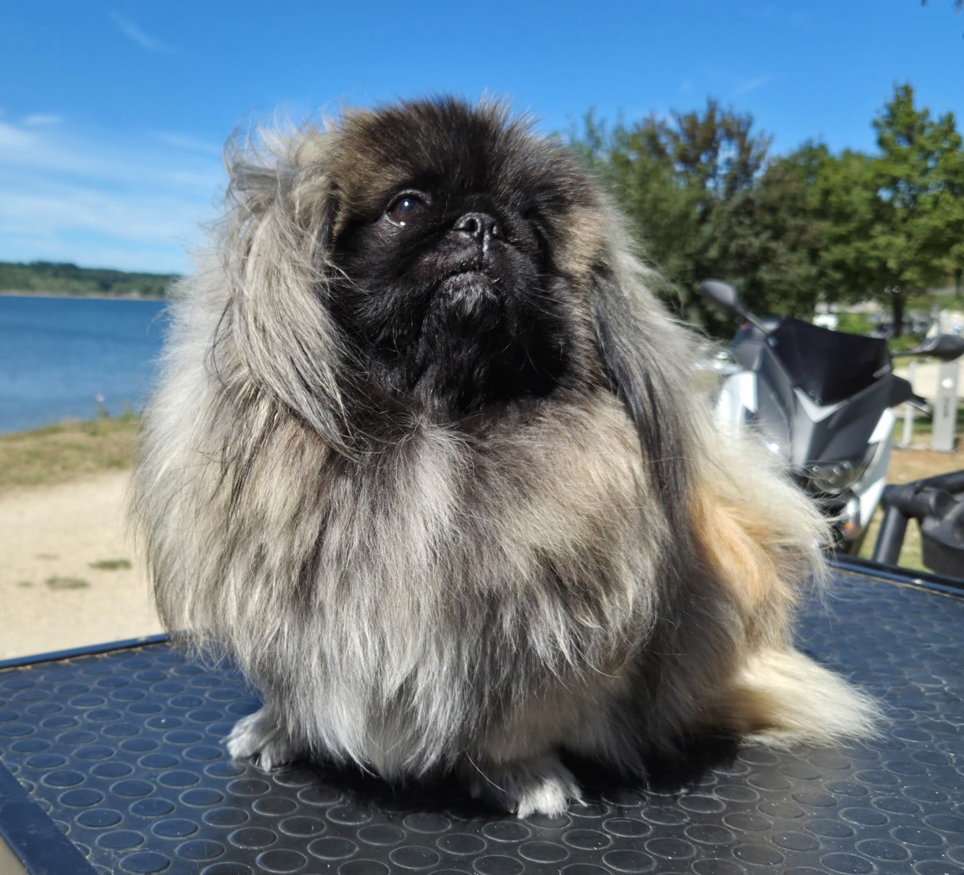 Publication : J M's Vagab Auteur : CLEENEWERCK Brigitte