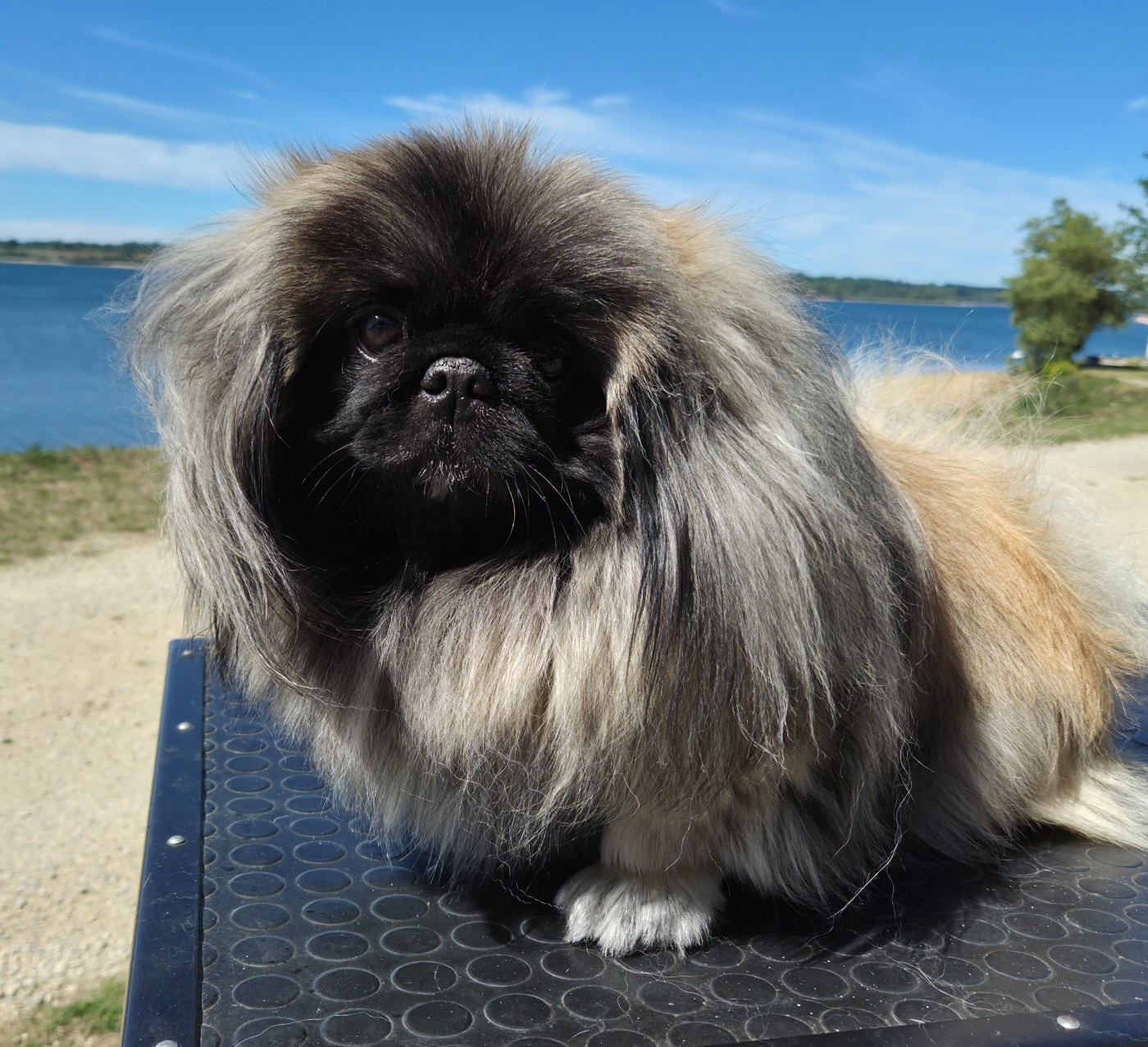 Publication : J M's Vagab Auteur : CLEENEWERCK Brigitte