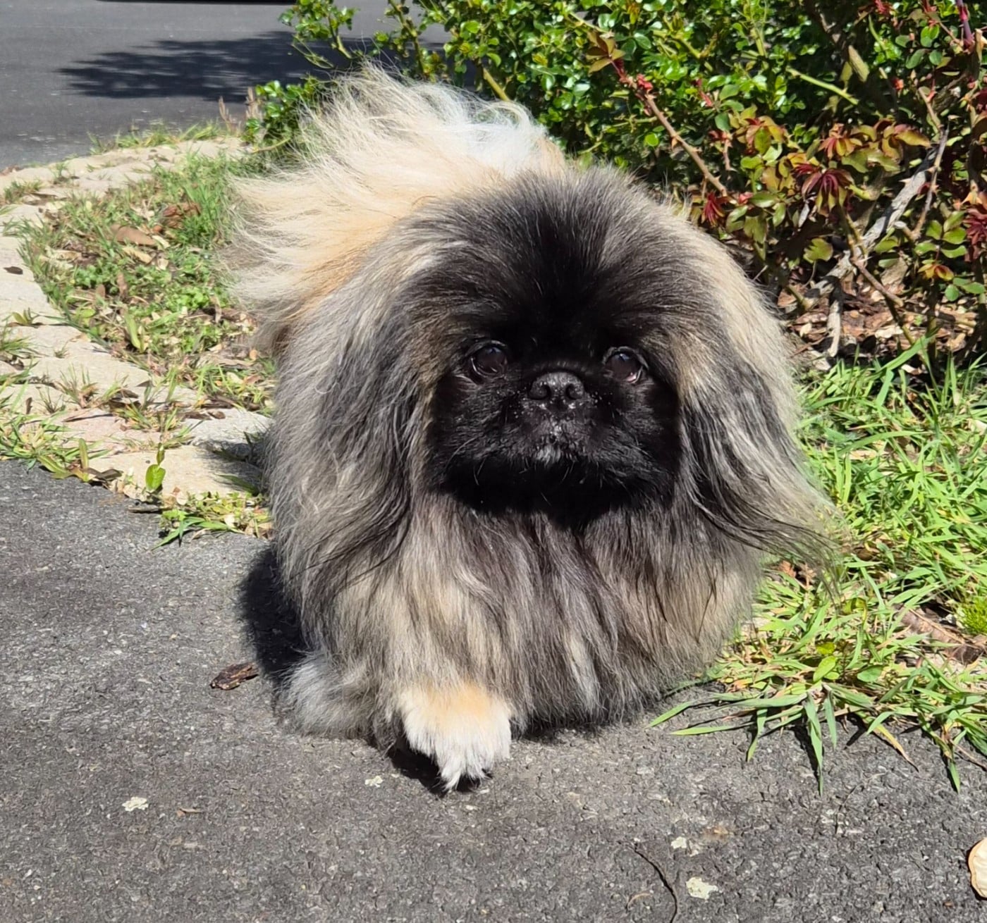 Publication : J M's Vagab Auteur : CLEENEWERCK Brigitte