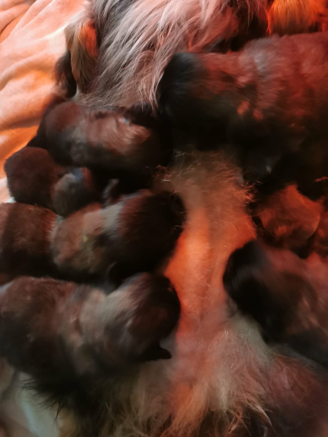 Pekinois - J M's Vagab