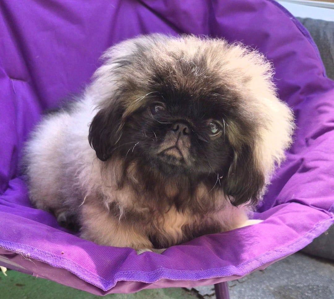 Benji