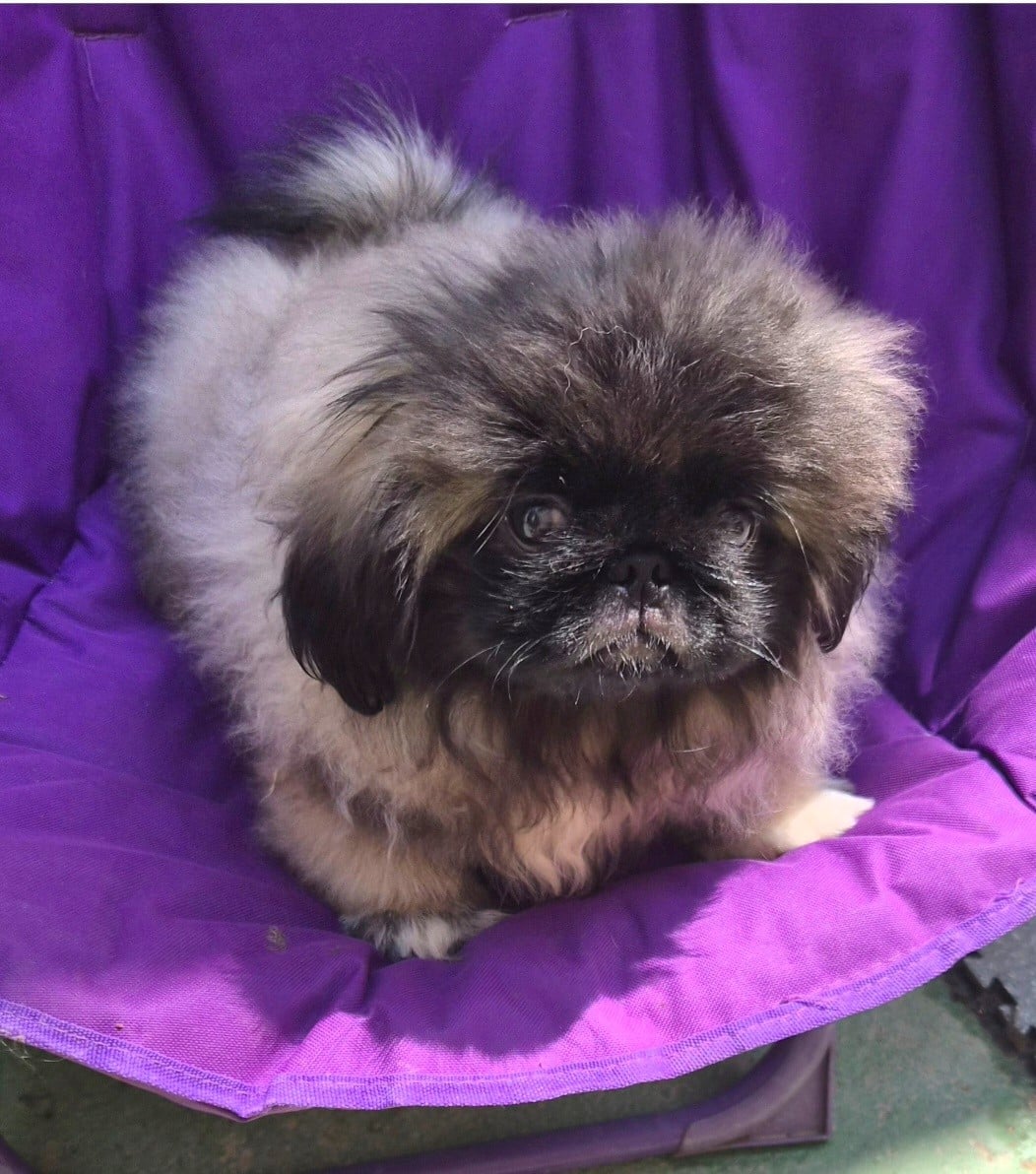 Benji