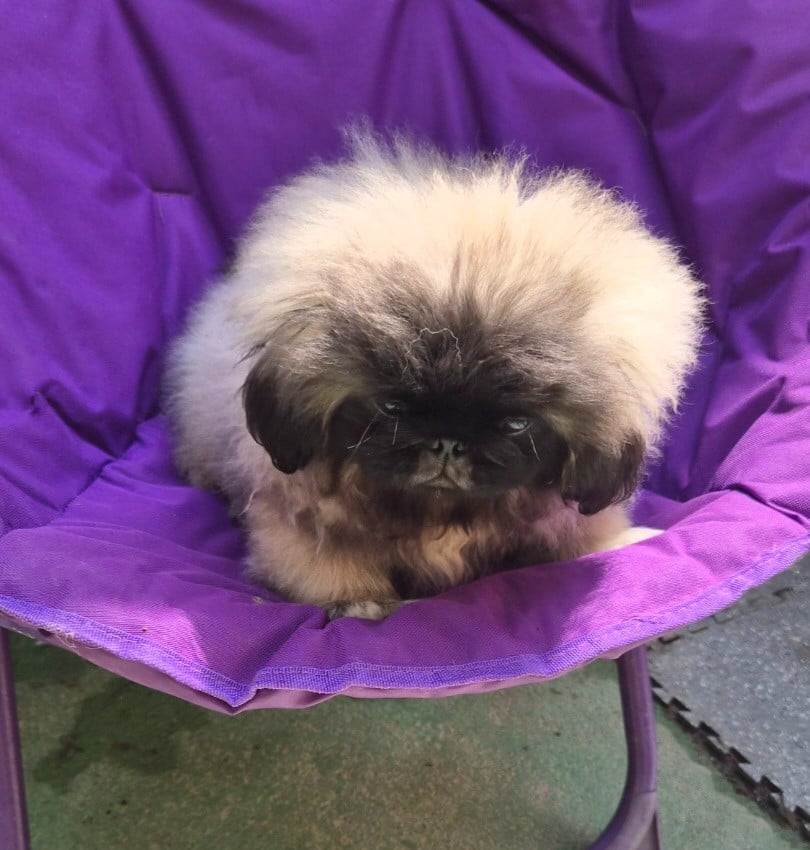 Benji