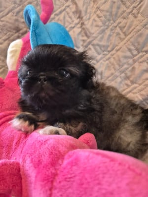 Les chiots de Pekinois
