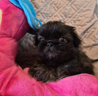 Les chiots de Pekinois