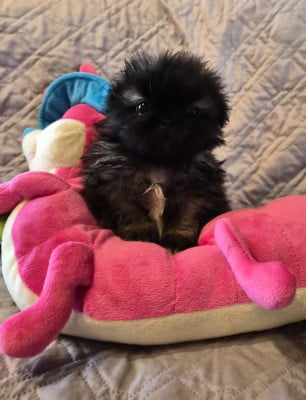 Les chiots de Pekinois
