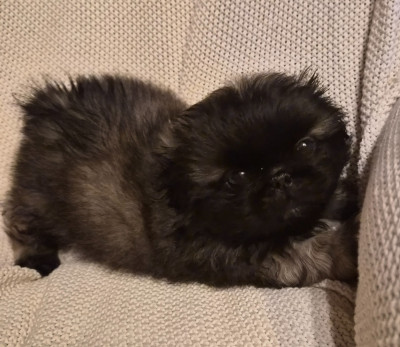 Les chiots de Pekinois