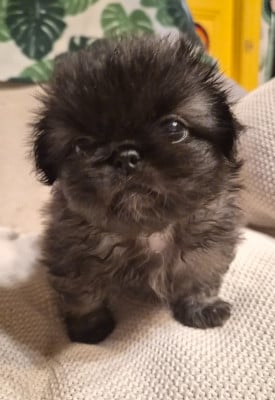 Les chiots de Pekinois